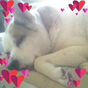 Meet your Posher, Diane